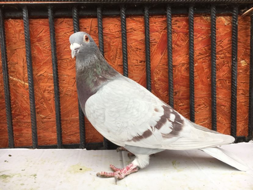 83DF1F8A-3240-458D-BEF5-82BF7B0ADEF3 - P-porumbei 2020