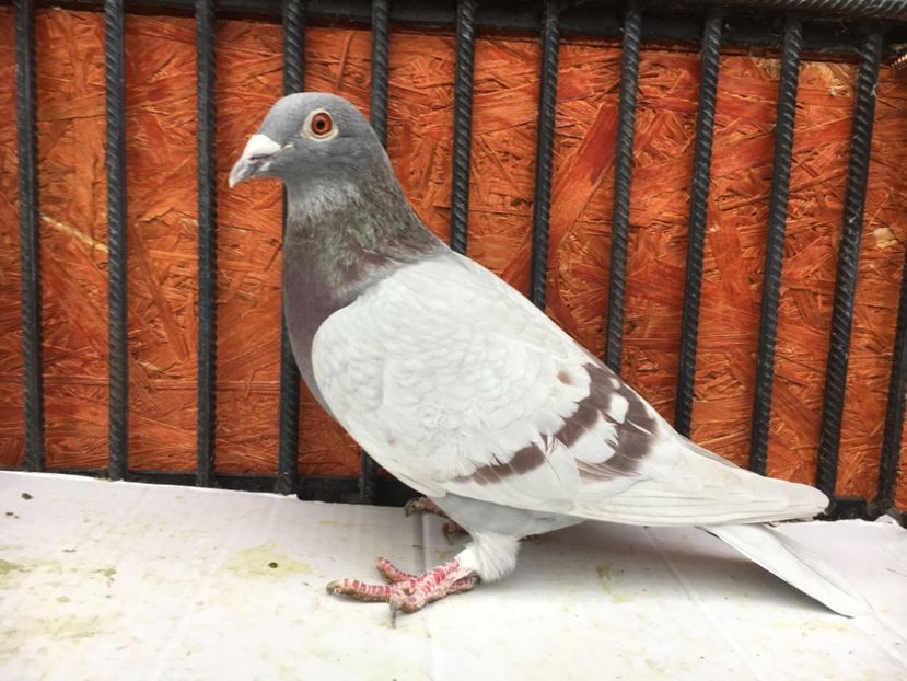 257C0CF6-E788-472D-9B6E-C9334DA39B01 - P-porumbei 2020