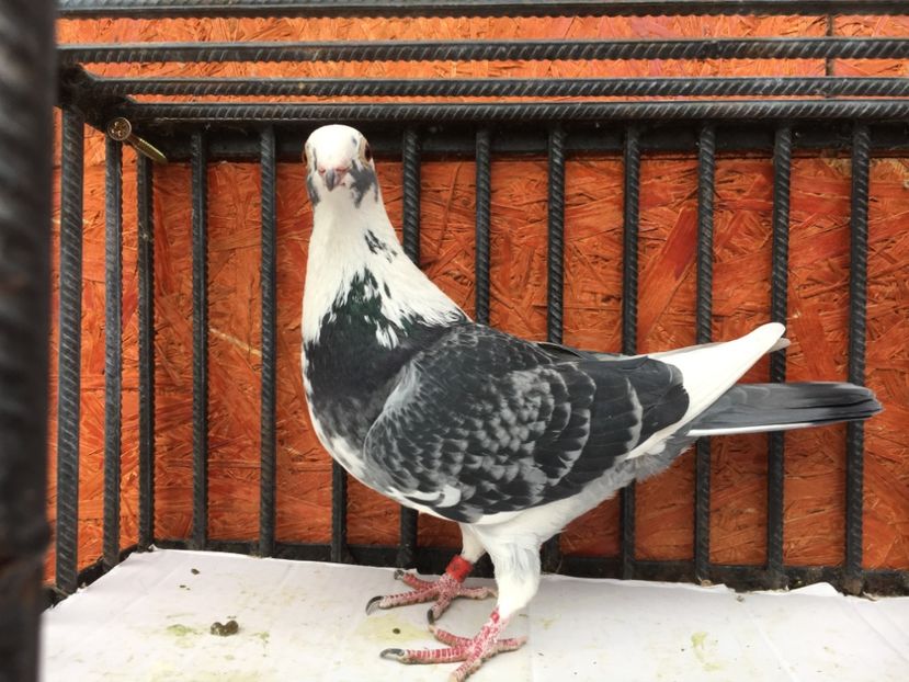 58387655-1130-42F9-9B96-180A4E358D02 - P-porumbei 2020