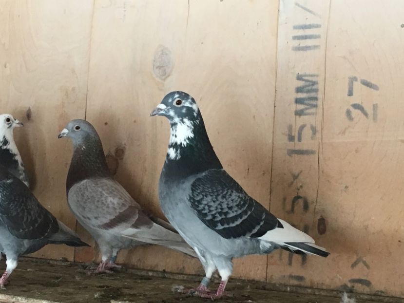 17826CB8-1C49-4300-AA1C-2741D6847FA1 - P-porumbei 2020