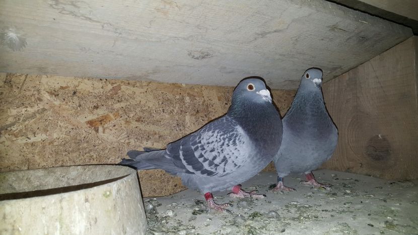 Pereche Florin Petrache - Perechi matca 2020