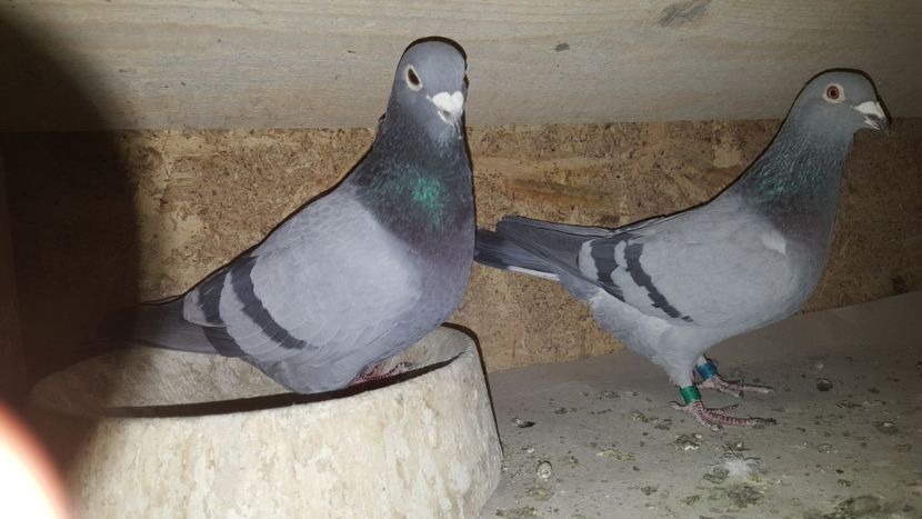 Masc Florin Petrache si fem DV - Perechi matca 2020