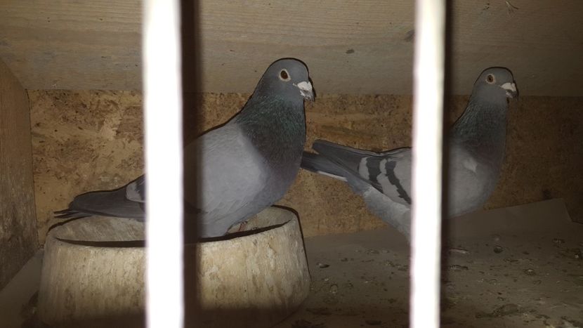  - Perechi matca 2020