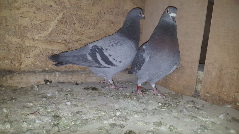  - Perechi matca 2020