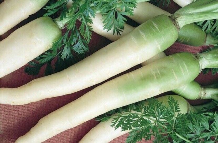  - SEMINTE MORCOV ALB - D 136 LUNAR WHITE