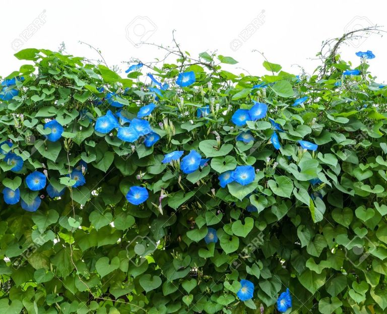  - SEMINTE ZORELE - D 135 BLUE STAR - IPOMOEA TRICOLOR