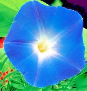  - SEMINTE ZORELE - D 135 BLUE STAR - IPOMOEA TRICOLOR