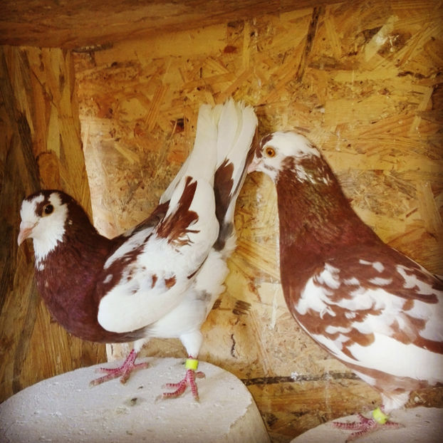  - Rolleri de Birmingam