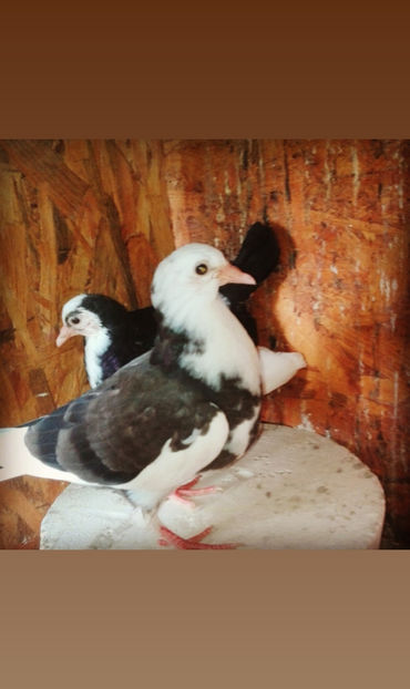  - Rolleri de Birmingam