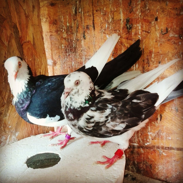  - Rolleri de Birmingam