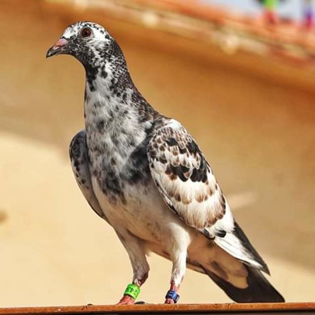  - NU AMI APARTIN 2020