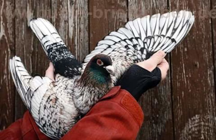  - NU AMI APARTIN 2020