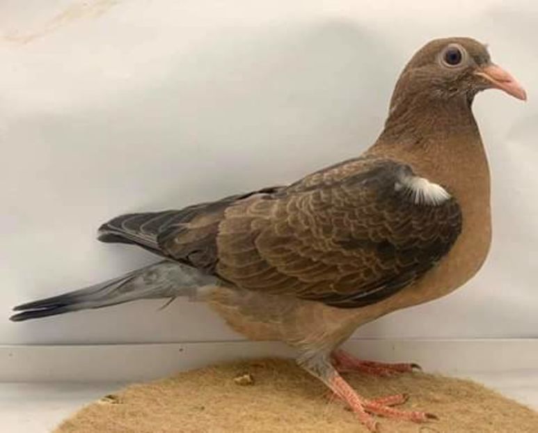  - NU AMI APARTIN 2020