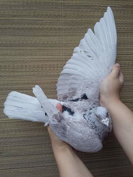  - NU AMI APARTIN 2020