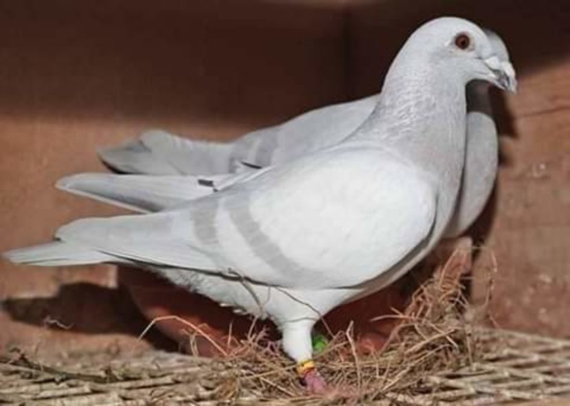  - NU AMI APARTIN 2020