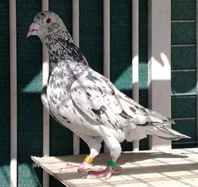  - NU AMI APARTIN 2020