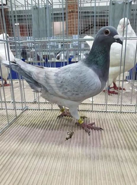  - NU AMI APARTIN 2020