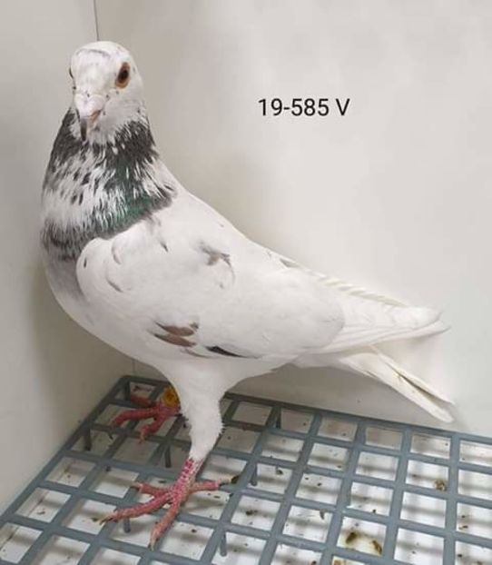  - NU AMI APARTIN 2020