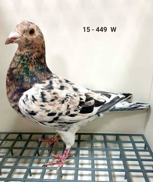  - NU AMI APARTIN 2020