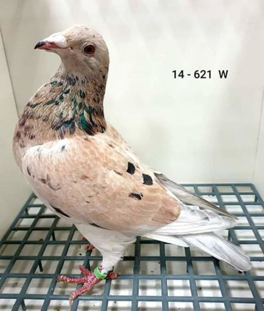  - NU AMI APARTIN 2020