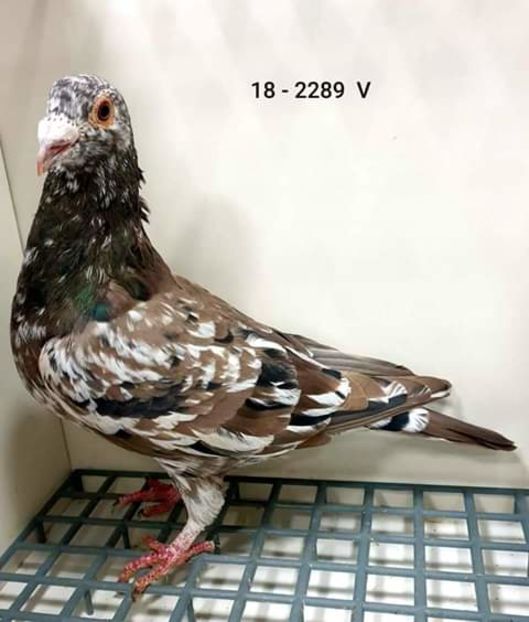  - NU AMI APARTIN 2020