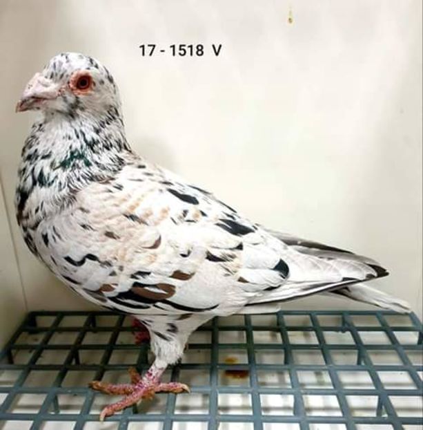  - NU AMI APARTIN 2020