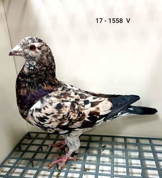  - NU AMI APARTIN 2020