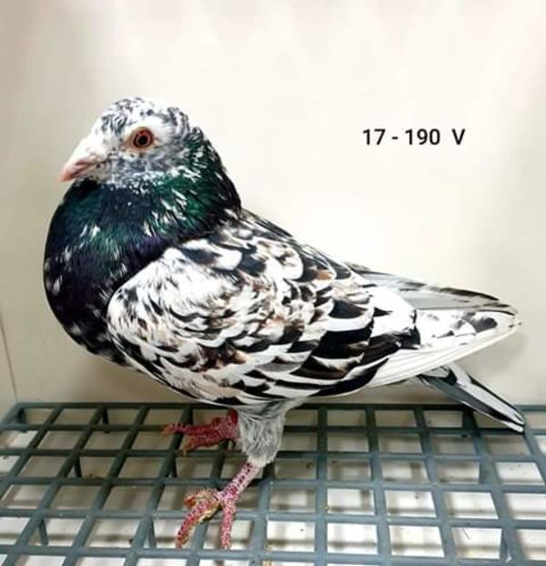  - NU AMI APARTIN 2020