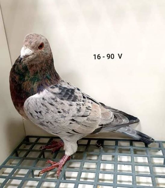  - NU AMI APARTIN 2020