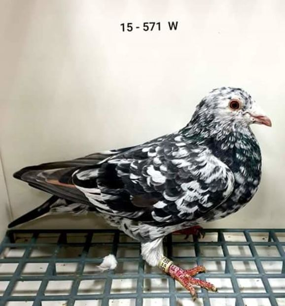  - NU AMI APARTIN 2020