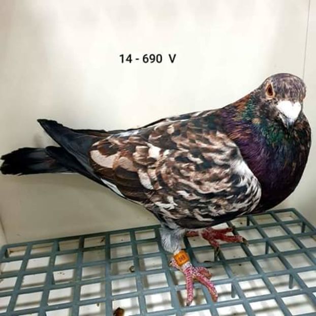  - NU AMI APARTIN 2020