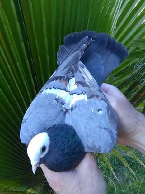  - NU AMI APARTIN 2020