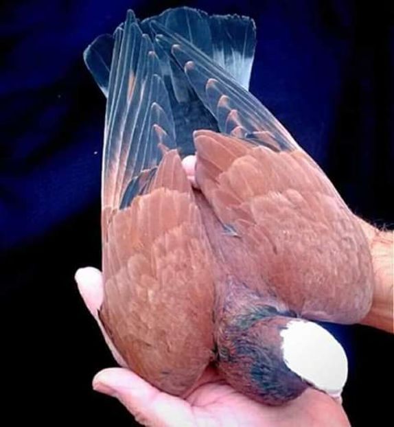  - NU AMI APARTIN 2020