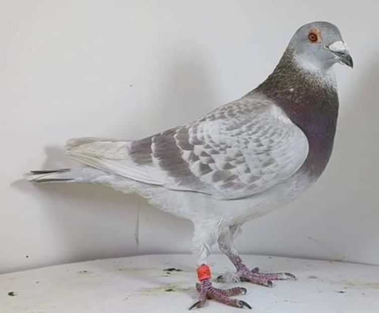  - NU AMI APARTIN 2020