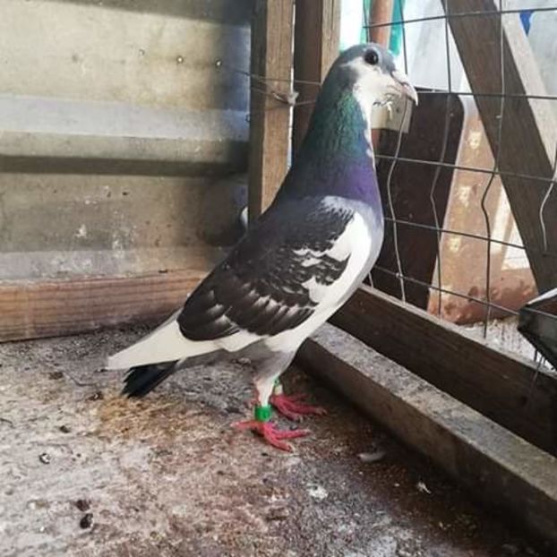  - NU AMI APARTIN 2020