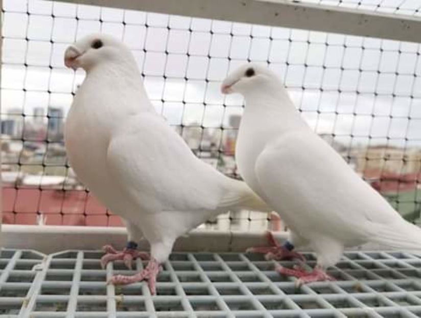  - NU AMI APARTIN 2020