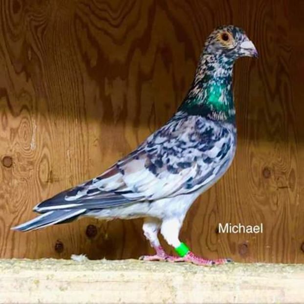  - NU AMI APARTIN 2020