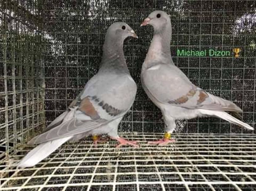  - NU AMI APARTIN 2020