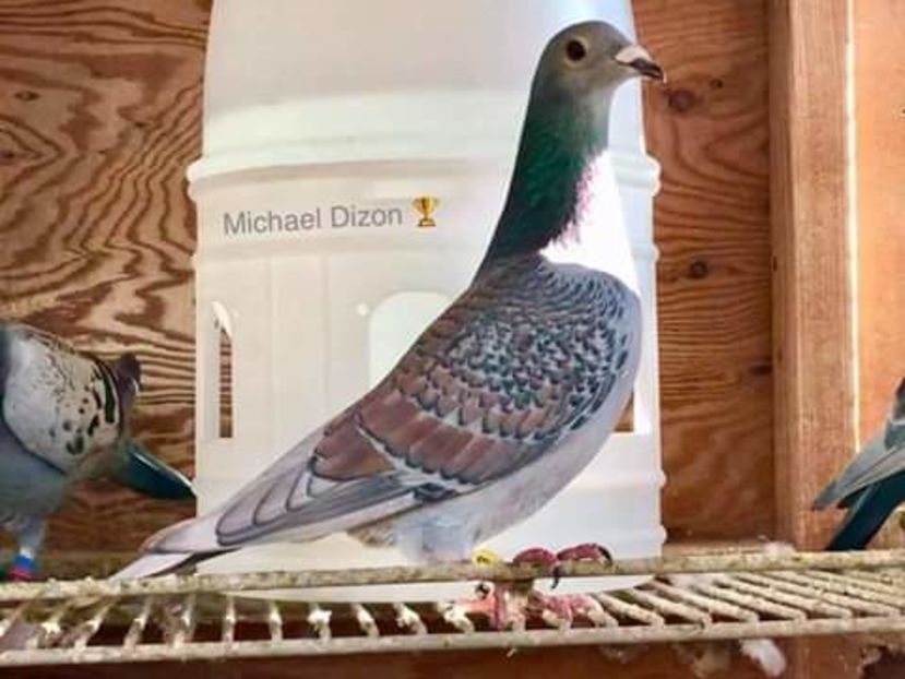  - NU AMI APARTIN 2020