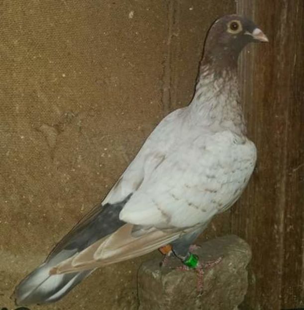  - NU AMI APARTIN 2020