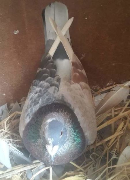  - NU AMI APARTIN 2020