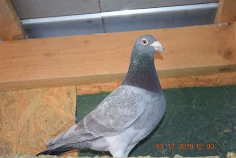  - NU AMI APARTIN 2020