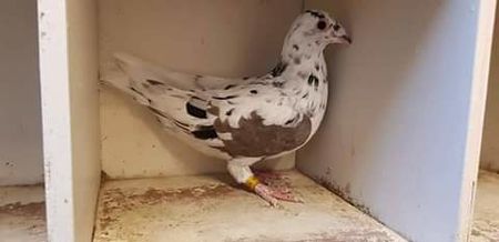  - NU AMI APARTIN 2020