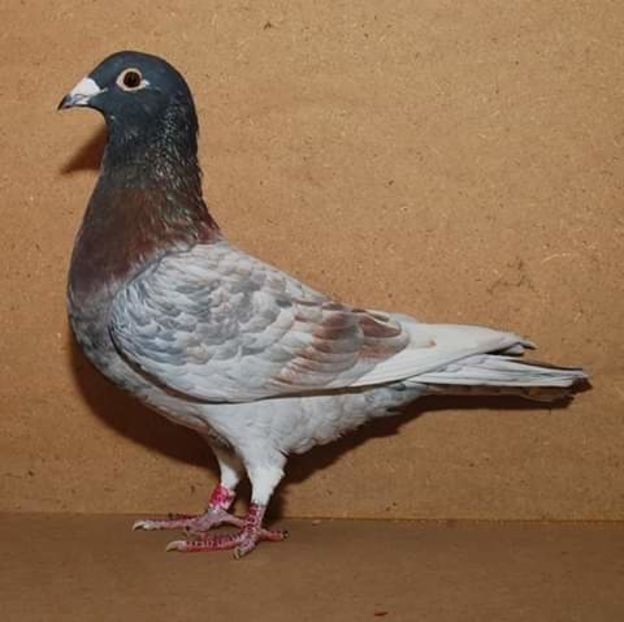  - NU AMI APARTIN 2020