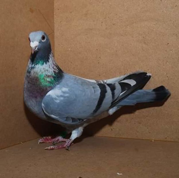  - NU AMI APARTIN 2020