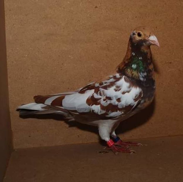  - NU AMI APARTIN 2020