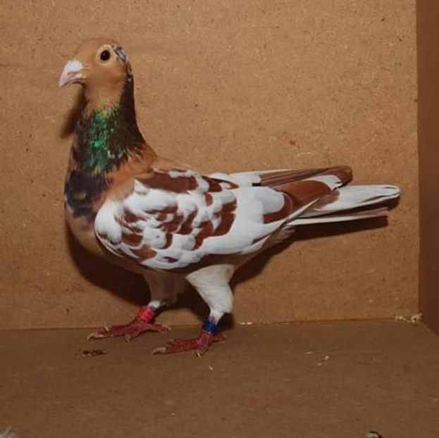  - NU AMI APARTIN 2020