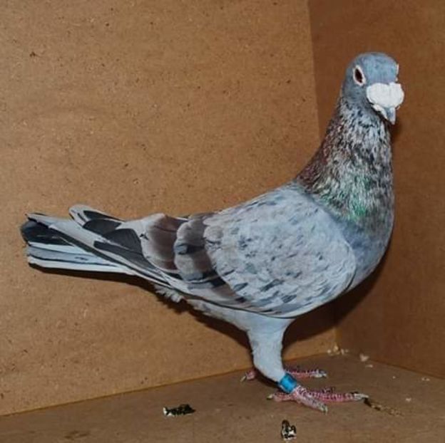  - NU AMI APARTIN 2020