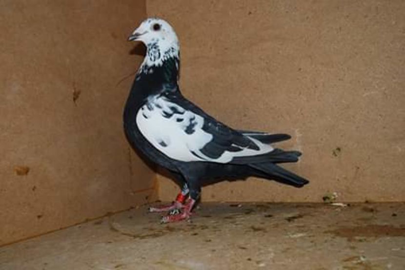  - NU AMI APARTIN 2020