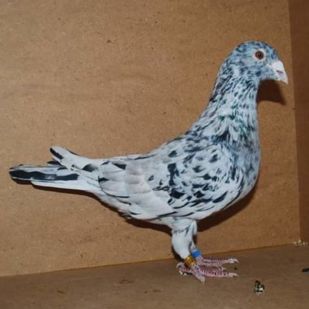  - NU AMI APARTIN 2020